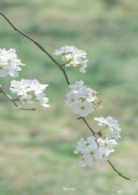李清照雨打梨花深闭门